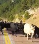 Cows Corralled down Road
