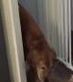 Cat Politely Opens Gate for Golden Retriever