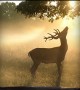Young Stag Enjoys a Misty Summer Dawn