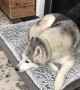 Stubborn Husky has mixed thoughts after trying out new bed