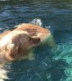 Pooch Plays in the Pool