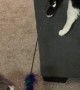 Kittens Play with Feather Toy Together