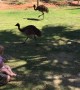 Dad and Daughter Visited by Emu Family