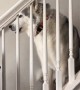 Stubborn husky vocally protests walk time while sitting on steps