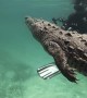 Swimming with a Saltwater Crocodile