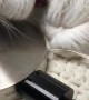 Lamp Licking Kitty Puts on Light Show