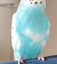 Beat Boxing Blue Budgie