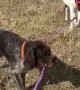 Wirehair Pointer Walks His Horse