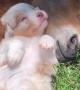 Puppy cuddles and naps with baby horse and it\'s the cutest thing ever