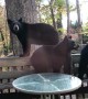 Bear Trio on the Deck