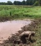 Man Takes Mud Bath on Horseback
