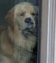 Dog\'s hilarious facial expression while looking out window