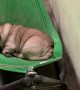 Pug Crawls into Comfy Hammock
