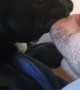 Dog Finds Dad's Beard is Good for Scratches