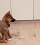 Excited puppy totally loses it when owner arrives home