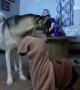 Husky saves the day after sister gets stuck in onesie pajama