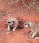 Meerkats in the Morning