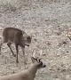 Deer Destroys Decoy