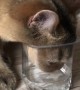 Cat Can't Reach Bottom of Cup