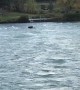 Bull Moose Floats Down Kenai River after Momma and Calf