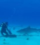 2019\'s Most Amazing Shark Encounters Caught on Camera