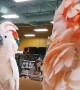 Incredible pet bird videos