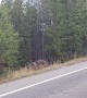 Cars Wait for Grizzly Bear and Cubs