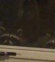 Racoon Brings Friends for a Feed