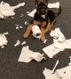 German Shepherd puppy makes huge mess
