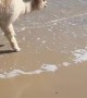 Alpaca Plays at Australian Beach