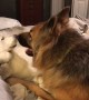 Husky wants sleep but German Shepherd has other plans