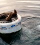 Sea Lions Won't Share Resting Place