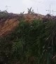 Excavator Digs up Anaconda