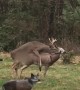 Deer Confused by Broken Doe