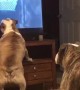 Bulldogs frantically warn dogs on TV of danger