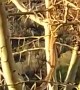 Snake Steals From Bird's Nest