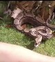 Man Bit by a Non-Venomous Snake