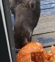 Moose Munches Pumpkin on Doorstep