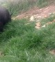 Rescued Pig and Macaque Enjoy Life