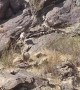 Watching Bighorn Sheep