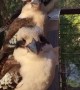 Kookaburra Close Up