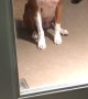 Impatient Boxer Gives Owner Sassy Look
