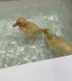 Baby ducks perform adorable underwater dives in bathtub