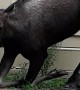 Moose Serenely Grazes in Front of Apartment