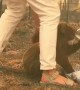 Woman saves distressed koala from bushfire with shirt off her back