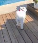 Puppy Tries out the Pool
