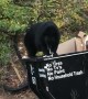 Big Bear Dines While Balancing on Dumpster