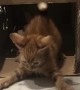 Ginger Kitten Plays Knock Knock