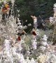 Butterflies in Slow Motion