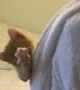 Kitten Hangs Out in Hood